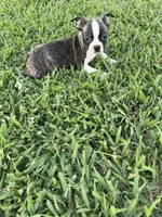 Lola, a female Boston Terrier for sale in Merced, CA – 3 of 7
