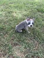Charlie, a male Boston Terrier for sale in Merced, CA – 3 of 4