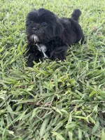 Teddy , a male Shih Tzu for sale in Merced, CA – 6 of 8