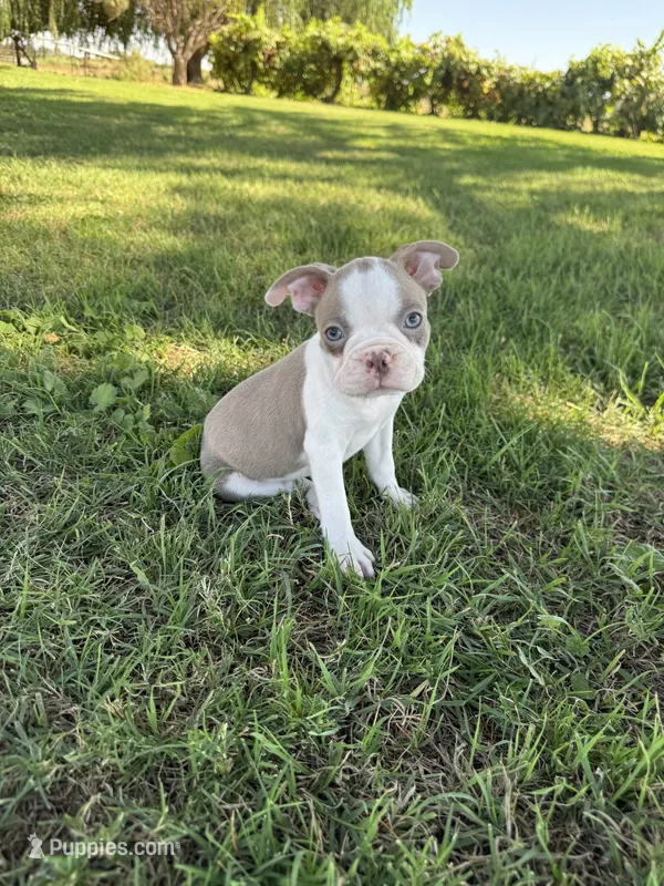 Bingo – Boston Terrier puppy for sale in Merced, CA