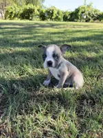 Toby, a male Boston Terrier for sale in Merced, CA – 2 of 4