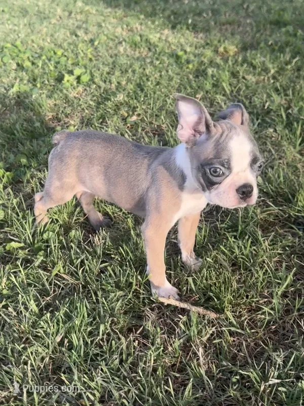 Charlie – Boston Terrier puppy for sale in Merced, CA