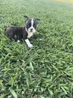 Daisy , a female Boston Terrier for sale in Merced, CA – 3 of 6