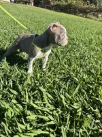 Hazel , a female Boston Terrier for sale in Merced, CA – 6 of 6