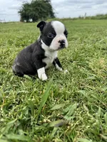 Bruno , a male Boston Terrier for sale in Merced, CA – Photo 7 of 8
