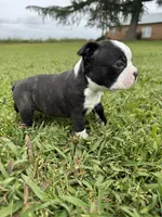 Bruno , a male Boston Terrier for sale in Merced, CA – Photo 8 of 8