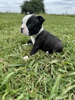 Bruno , a male Boston Terrier for sale in Merced, CA – Photo 1 of 8