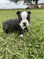 Bruno , a male Boston Terrier for sale in Merced, CA – Photo 5 of 8