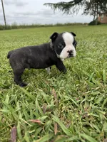 Bruno , a male Boston Terrier for sale in Merced, CA – Photo 6 of 8