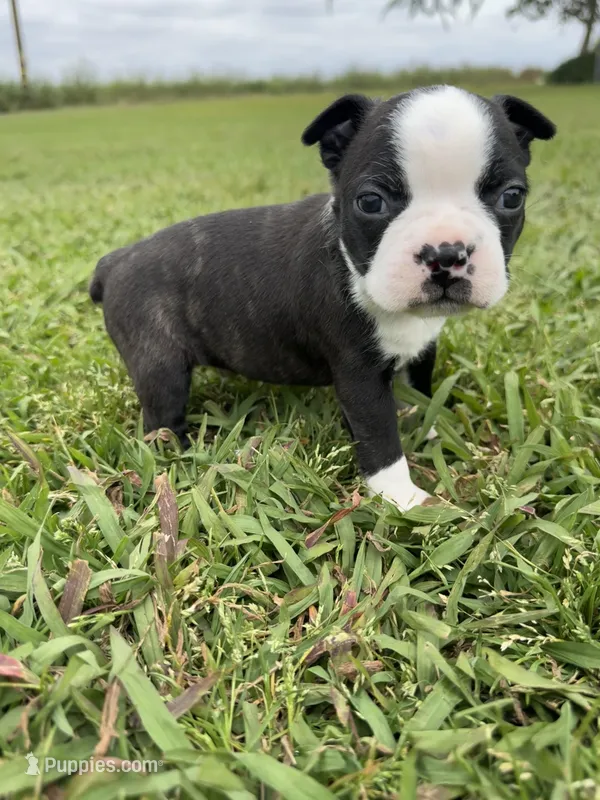 Bruno  – Boston Terrier puppy for sale in Merced, CA