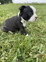 Bruno , a male Boston Terrier for sale in Merced, CA – Photo 4 of 8