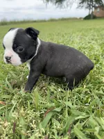 Bruno , a male Boston Terrier for sale in Merced, CA – Photo 2 of 8