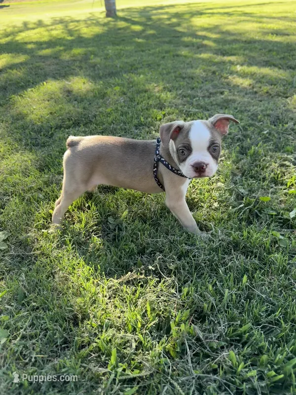 Rocky  – Boston Terrier puppy for sale in Merced, CA