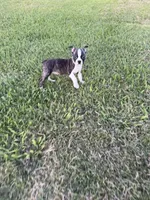Lola, a female Boston Terrier for sale in Merced, CA – 5 of 7