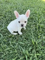 Luna, a female French Bulldog for sale in Merced, CA – 7 of 7