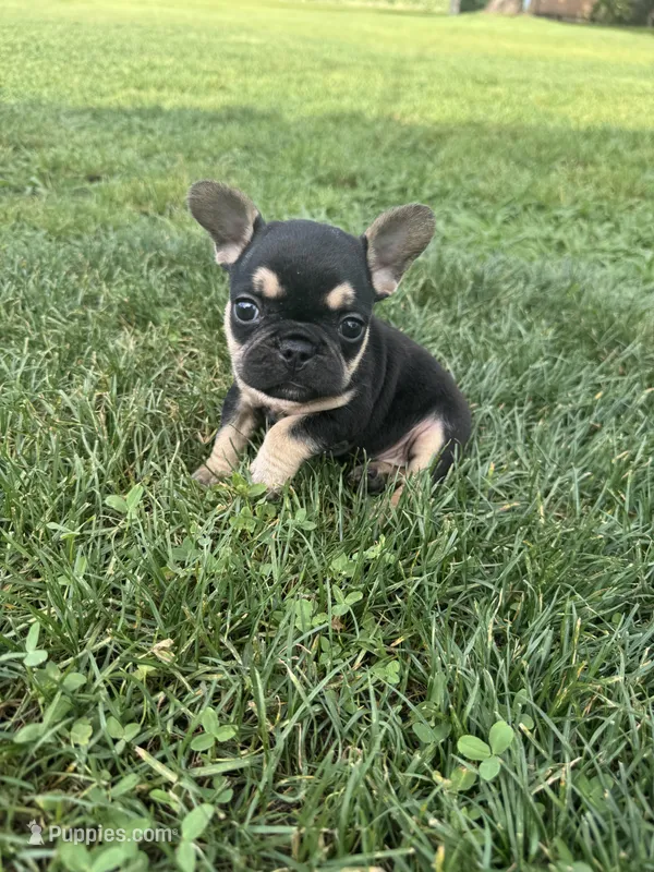 Charlie  – French Bulldog puppy for sale in Merced, CA
