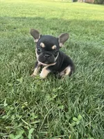 Charlie , a male French Bulldog for sale in Merced, CA – Photo 1 of 6
