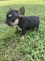 Charlie , a male French Bulldog for sale in Merced, CA – Photo 6 of 6