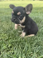 Charlie , a male French Bulldog for sale in Merced, CA – Photo 3 of 6