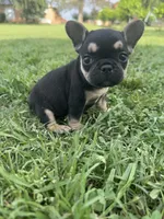 Charlie , a male French Bulldog for sale in Merced, CA – Photo 2 of 6