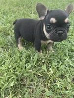 Charlie , a male French Bulldog for sale in Merced, CA – Photo 5 of 6