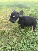 Charlie , a male French Bulldog for sale in Merced, CA – Photo 4 of 6