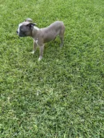 Charlie , a male Boston Terrier for sale in Merced, CA – 2 of 3
