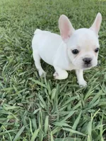 Luna, a female French Bulldog for sale in Merced, CA – 4 of 7