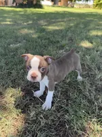 Bingo, a male Boston Terrier for sale in Merced, CA – 2 of 6