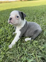 Skye, a female Boston Terrier for sale in Merced, CA – 2 of 5
