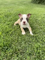 Rocky , a male Boston Terrier for sale in Merced, CA – 2 of 4