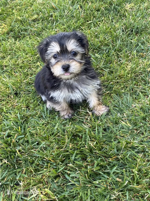 Stella – Shih Tzu, Yorkshire Terrier puppy for sale in Merced, CA