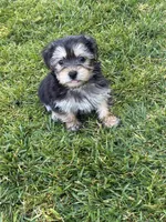 Stella, a female Shih Tzu and Yorkshire Terrier for sale in Merced, CA – 1 of 6