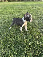 Lola, a female Boston Terrier for sale in Merced, CA – 6 of 7