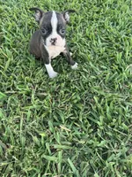 Daisy , a female Boston Terrier for sale in Merced, CA – 6 of 6