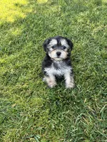 Stella, a female Shih Tzu and Yorkshire Terrier for sale in Merced, CA – 3 of 6