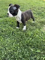 Oreo, a male Boston Terrier for sale in Merced, CA – 7 of 7