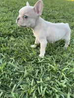 Charlie , a male French Bulldog for sale in Merced, CA – 3 of 9