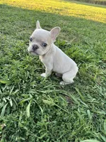 Charlie , a male French Bulldog for sale in Merced, CA – 7 of 9
