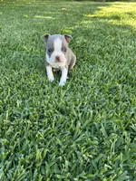 Max, a male Boston Terrier for sale in Merced, CA – 2 of 3