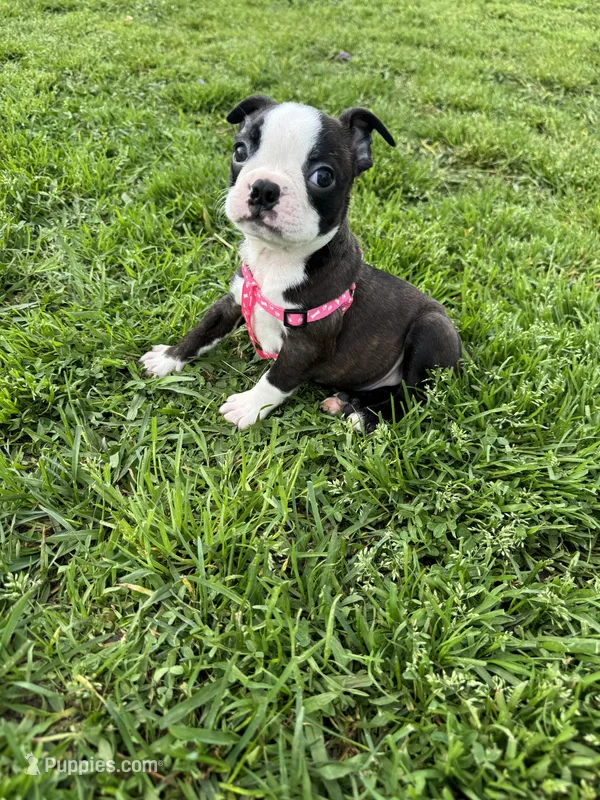 Bailey – Boston Terrier puppy for sale in Merced, CA