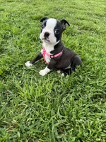 Bailey, a female Boston Terrier for sale in Merced, CA – Photo 1 of 9