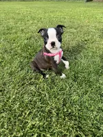 Bailey, a female Boston Terrier for sale in Merced, CA – Photo 8 of 9