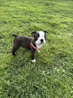 Bailey, a female Boston Terrier for sale in Merced, CA – Photo 7 of 9
