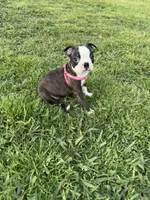 Bailey, a female Boston Terrier for sale in Merced, CA – Photo 5 of 9