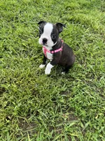 Bailey, a female Boston Terrier for sale in Merced, CA – Photo 9 of 9