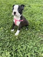 Bailey, a female Boston Terrier for sale in Merced, CA – Photo 4 of 9