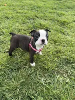 Bailey, a female Boston Terrier for sale in Merced, CA – Photo 2 of 9