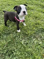Bailey, a female Boston Terrier for sale in Merced, CA – Photo 6 of 9
