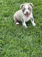 Stacy , a female Boston Terrier for sale in Merced, CA – 2 of 5